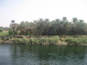 берега Нила - финиковые пальмы