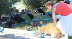 Волонтеры приходят ежедневно, приносят корм и тарелки, кошки это знают, а вода стоит тут постоянно, так же, как и куб для пожертвований на кошек. Вообще ...