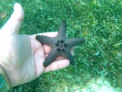 Разнообразие расцветок морских звёзд, Алона-бич.