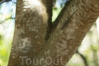 Маврикийская эндемичная ящерица - Mauritian Day Geko. Эти животные - не редкость в маврикийских садах и даже... в домах.