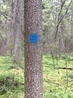 На деревьях синие отметки - чтобы понимать, куда идти.