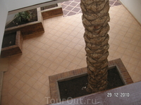 отельная пальма - растет с 1-го этажа вверх, через крышу
(нижняя часть)