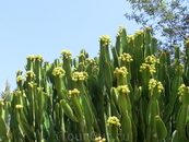 Кроме пальм и цветов в парке растет много кактусов самых разных форм и размеров.