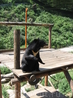 Китай, Далянь. зоопарк. вообще медведи в этом зоопарке очень общительные) даже станцуют ради еды