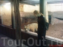 тигрица в зоопарке, кажется Rotterdam