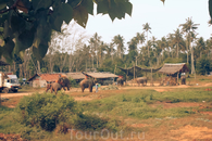 Ферма слонов