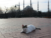Стамбул - город в двух частях света