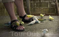 Поедание попугаями туристов в зоопарке о. Самуи