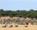 Фото Lemala Ewanjan
