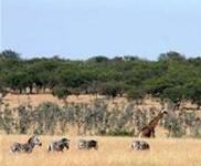 Lemala Ewanjan