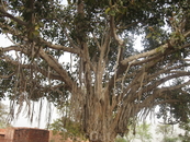 Фатехпур Сікрі. Потім ми ще не раз зустрічали такі дерева в Кхаджурахо. 20.03.12.