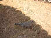 египетский голубь :)