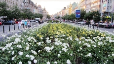 Розы на Вацлавской площади