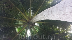 пальма вид снизу