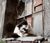 В конце фотоотчета я решила показать фотографии многочисленных стамбульских котов