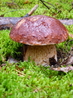 вот такие грибу растут в псковском лесу, скобари собирают их с удовольствием, ну а мы с десятикратным удовольствием