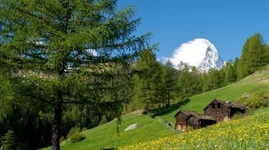 Alpenrose Zermatt