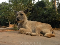 Камбоджийский барбос.