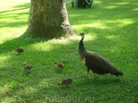 Павлиньи детки с матушкой на выгуле в саду Алькасара