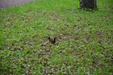 Царское Село и белки Царское Село и белки