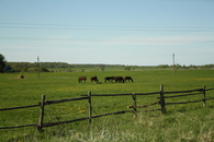 Черняховск. Недалеко от польской границы. Совсем рядом с конным завод "Георгенбург", на котором ростят лошадей для конкура и выездки.