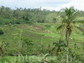 Рисовые террасы, центр Бали