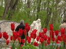 Пушкин и тюльпаны