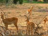 Антилопы Импала одни из самых распространённых в Тсаво.