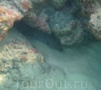 Мурена, в подводных камнях пляжа Най Тон.