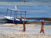 сбор водорослей на экспорт