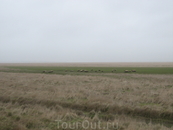 В полях вокруг Мон Сен Мишель пасутся овцы. Они едят траву, растущую на просоленной морской водой почве. Мясо этих овечек имеет особый солоноватый вкус ...