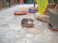 кошка из Дубровника