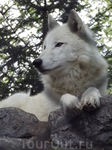Это мой любимчик - белый волк, Белградский зоопарк.