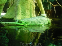 кайманы в соседстве с черепахками кайманы в соседстве с черепахками