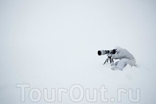 Пол Никлен (Paul Nicklen) в процессе работы