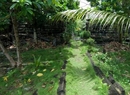 Фото Kosrae Village Ecolodge