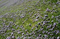 Такие цветочные поля есть в Аурланде