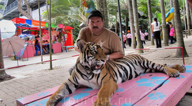 Вот решил поиграть с ласковым и нежным тигренком. Вот решил поиграть с ласковым и нежным тигренком.