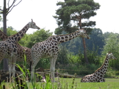Жирафы, на них можно посмотреть со специальной площадки, иногда животные подходят довольно близко