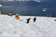 Встреча туристов с местным населением Антарктиды.