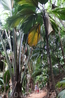 Праслин- второй по величине остров Сейшел. Самая главная его достопримечательность Майская долина- национальный парк где произрастают уникальные кокосовые ...