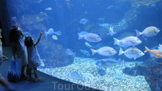Киотский океанариум. Гигантская чаша аквариума расположена на 2-х этажах