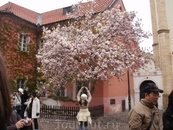 Прага - японцы , весна в Праге
