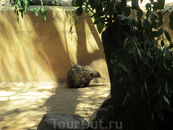 Ехидна в жестком минизоопарке WILD LIFE Sydney Zoo