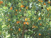 Kumquat