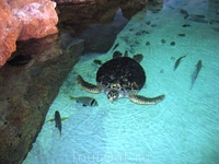 Еще один открытый бассейн. Огромная морская черепаха. Кстати, если извернуться и укрыться от глаз бдительного охранника, то можно погладить ее