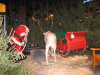 в центре города свободно гуляют олени и Санта Клаусы, в данный момент они заняту ну очень важным делом