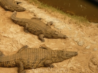 crocodile park