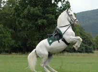 Maestoso