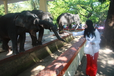 Янгонский зоопарк,
кормлю слона :)
